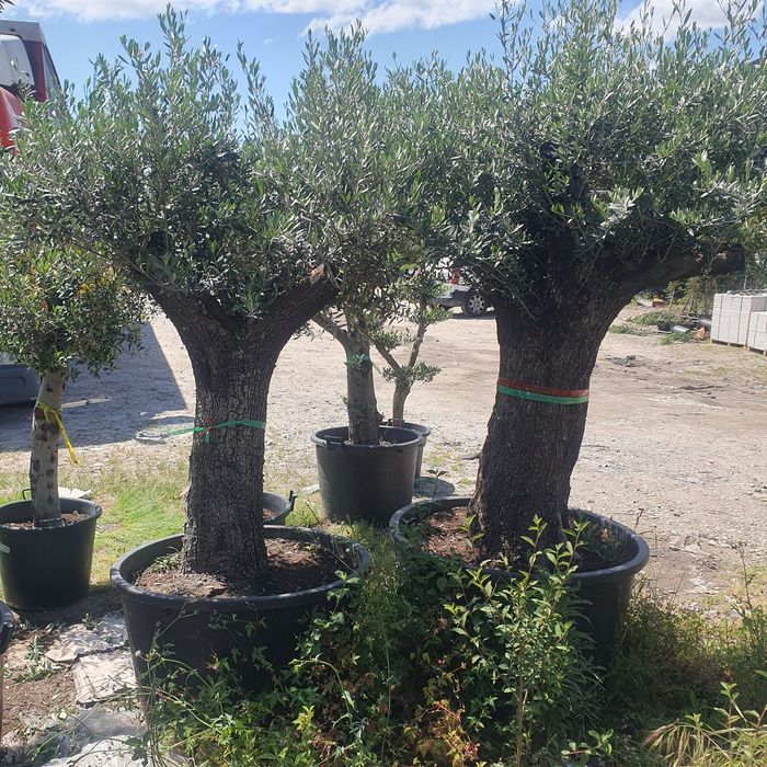 Oliveiras vários formatos