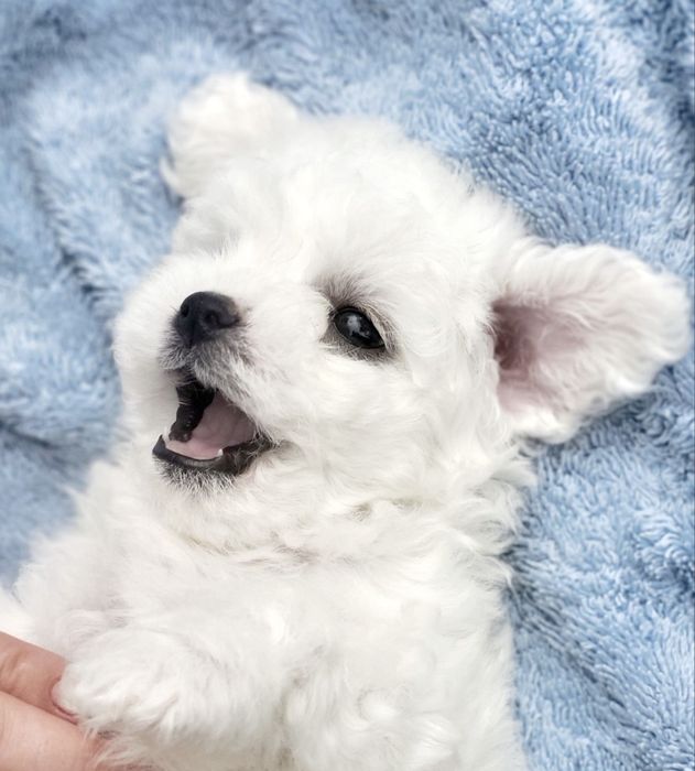 Bichon Frise FCI rodowód