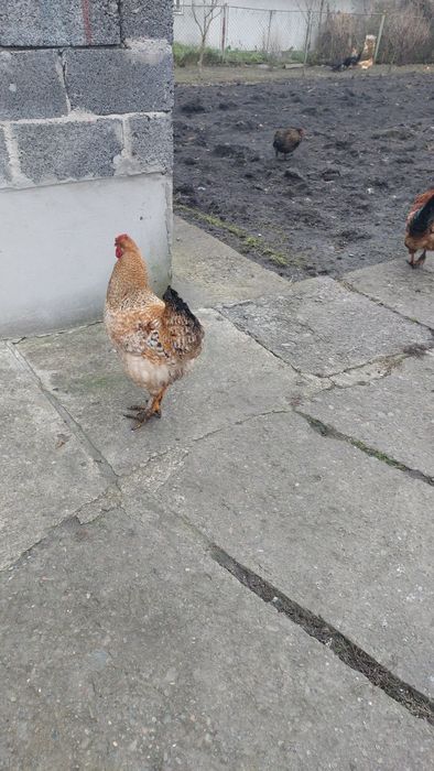 Продам молодих півнів ( кугут)