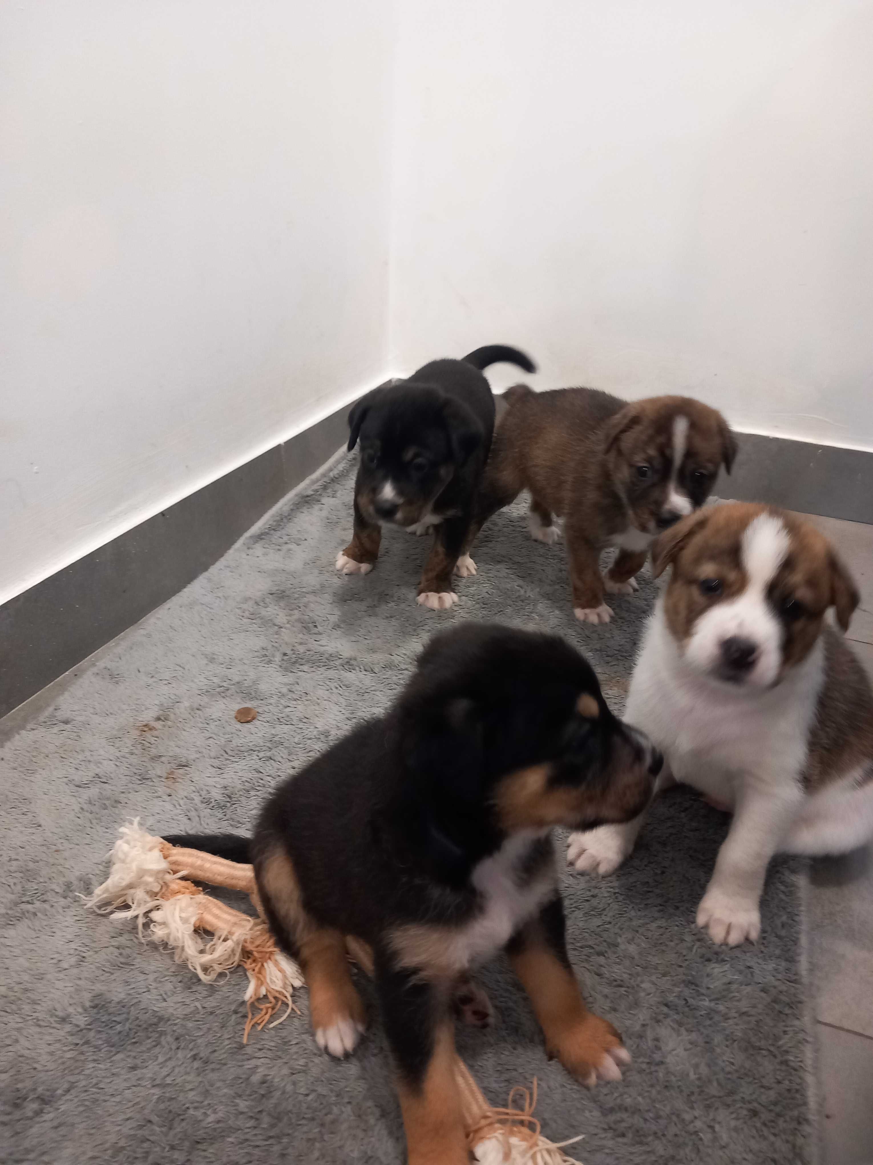 Cães Bebês para adopção