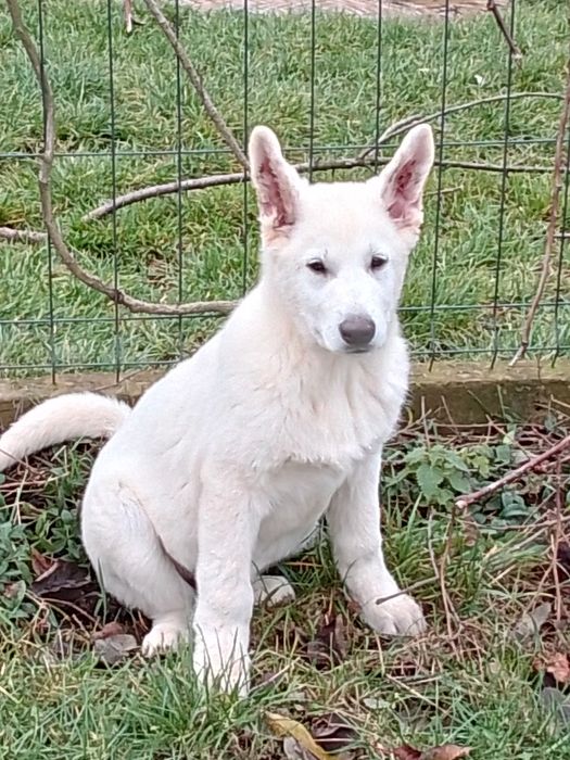 Owczarek Szwajcarski