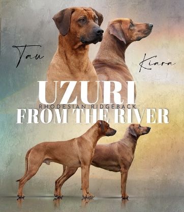 Rhodesian Ridgeback, suczka, gotowa do zmiany domu, ZKwP/FCI