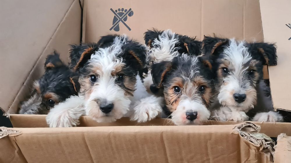 Foksterier szorstkowłosy szczeniak