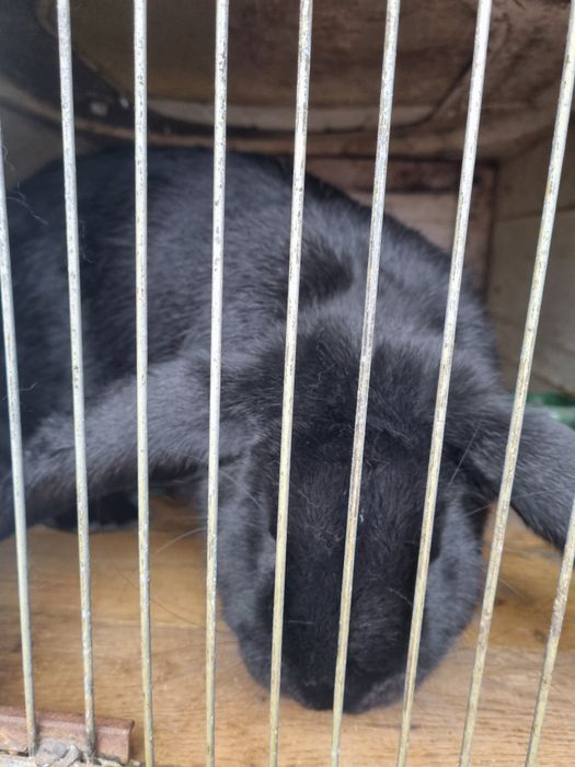 Продам кролів на розплід або тушками.