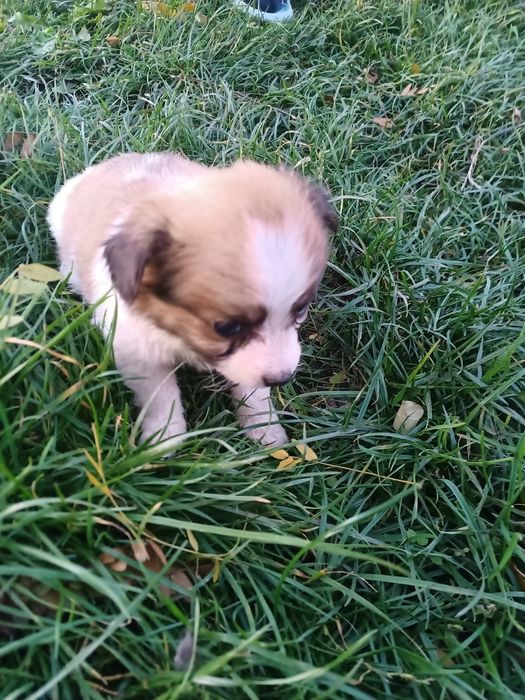 Подарую чотирьох щенят