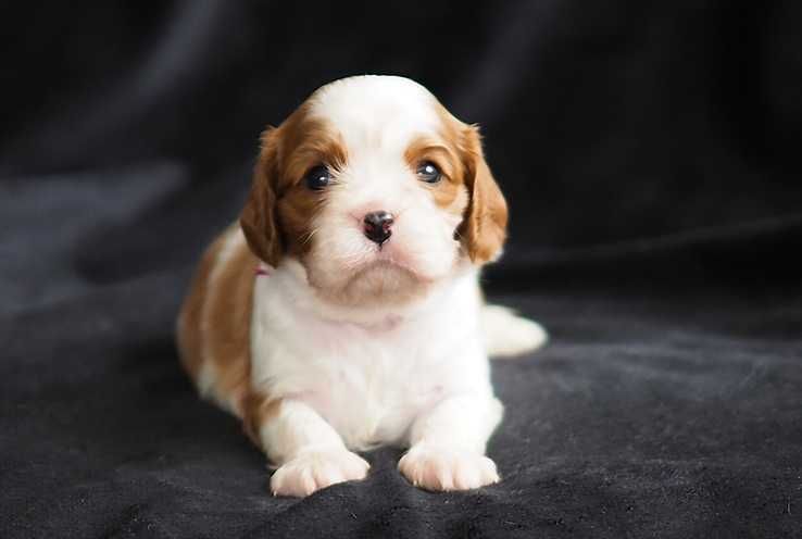 Cavalier King Charles Spaniel -  ZKwP FCI -  SUCZKA