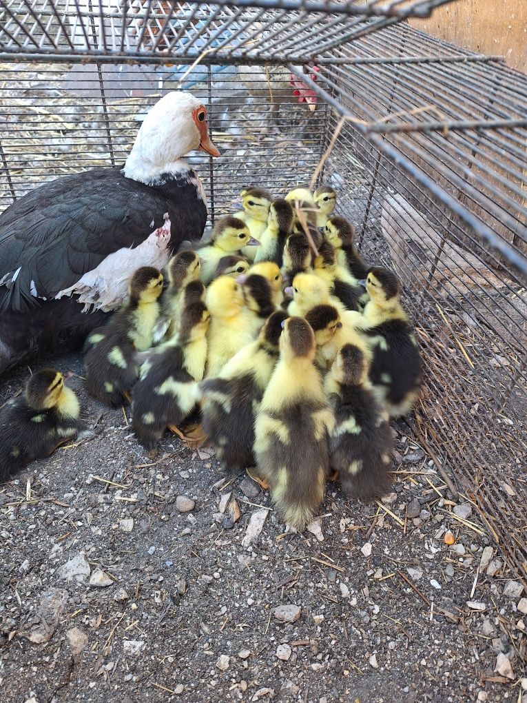 Patos mudos novos