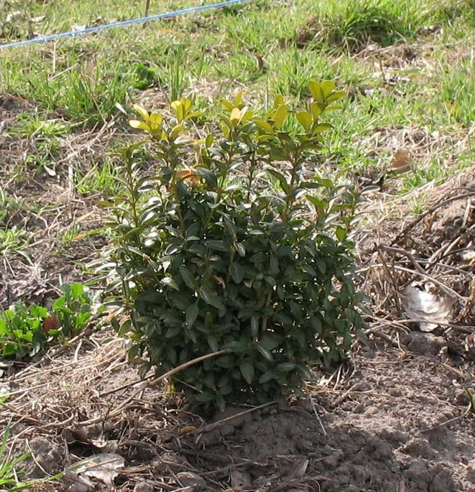 великі і молоденькі кущі самшиту