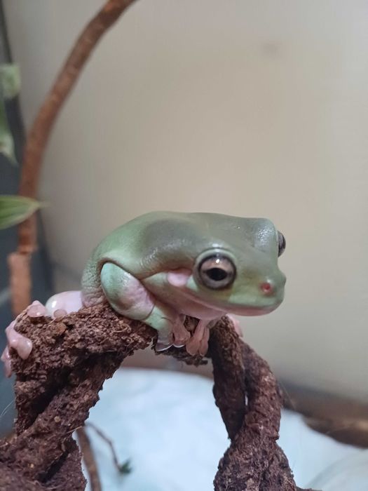 Rzekotka australijska