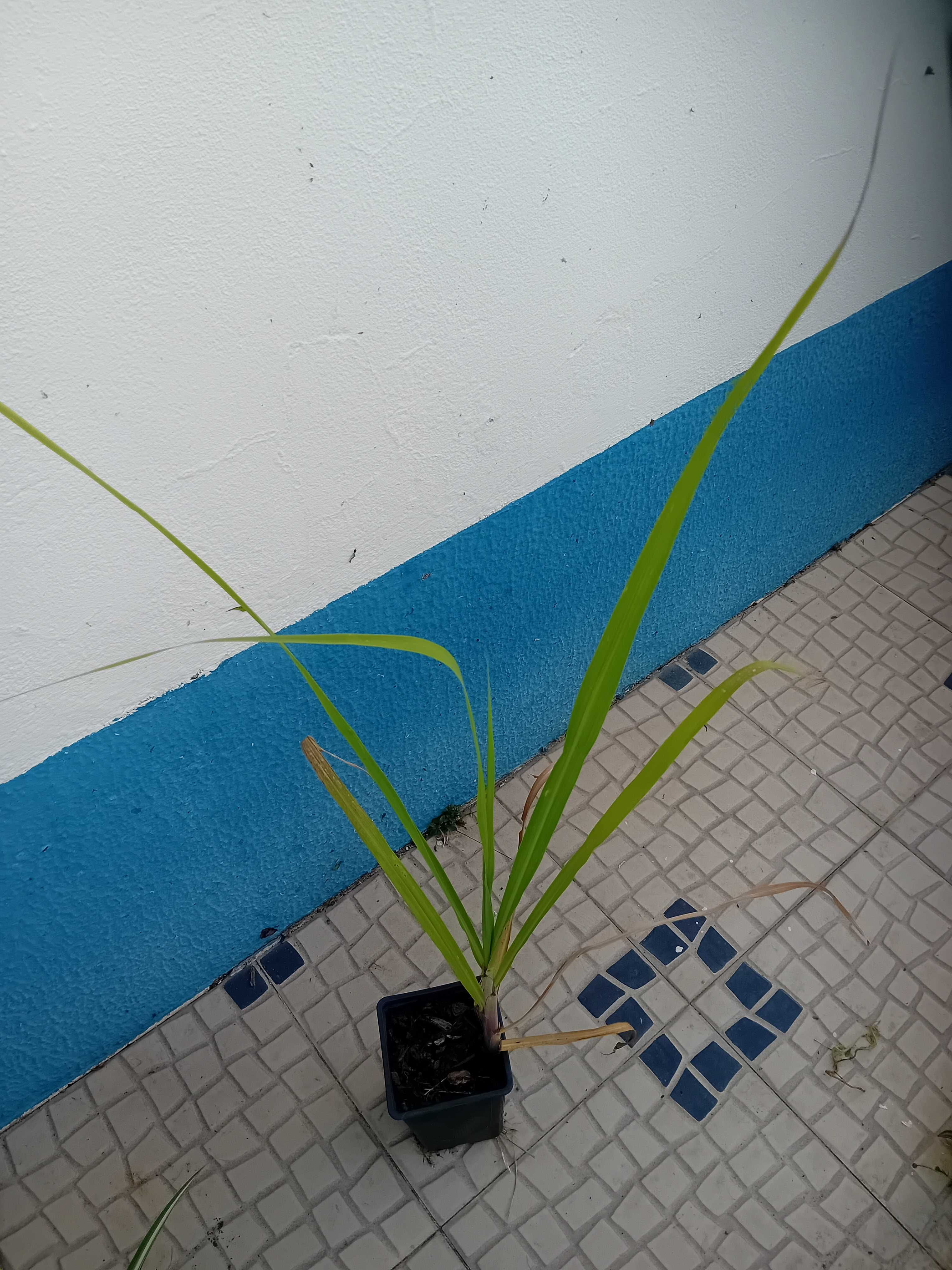 Cana de acucar planta