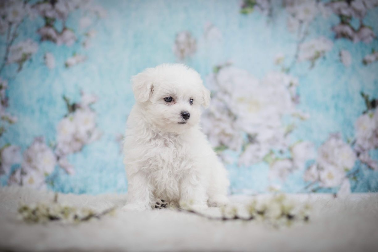 Śliczna dziewczynka Fibi bichon frise