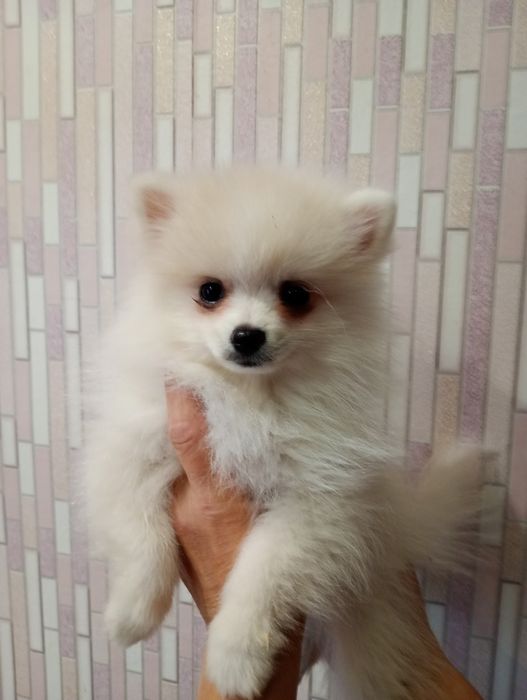 Пушыстый мальчик.