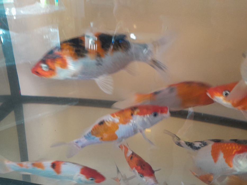 Karp koi 25 cm Sklep Altum Sierakowice