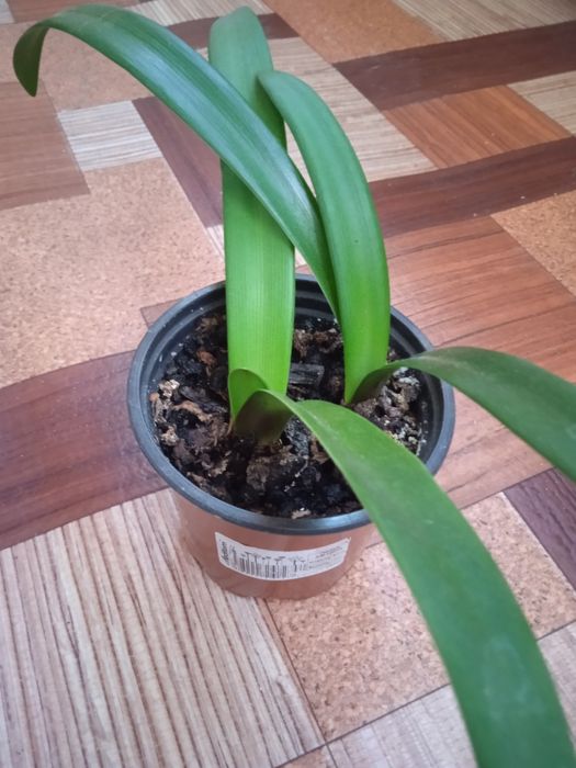 Детка гиппеаструма Solomon