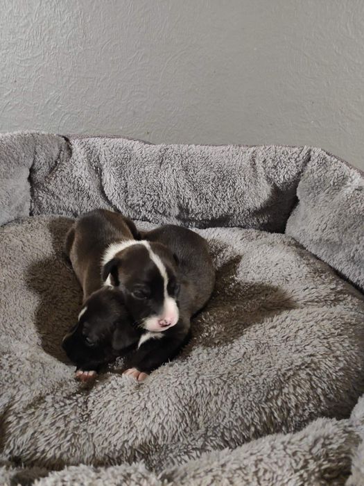 Мальчик и девочка американского питбультерьера