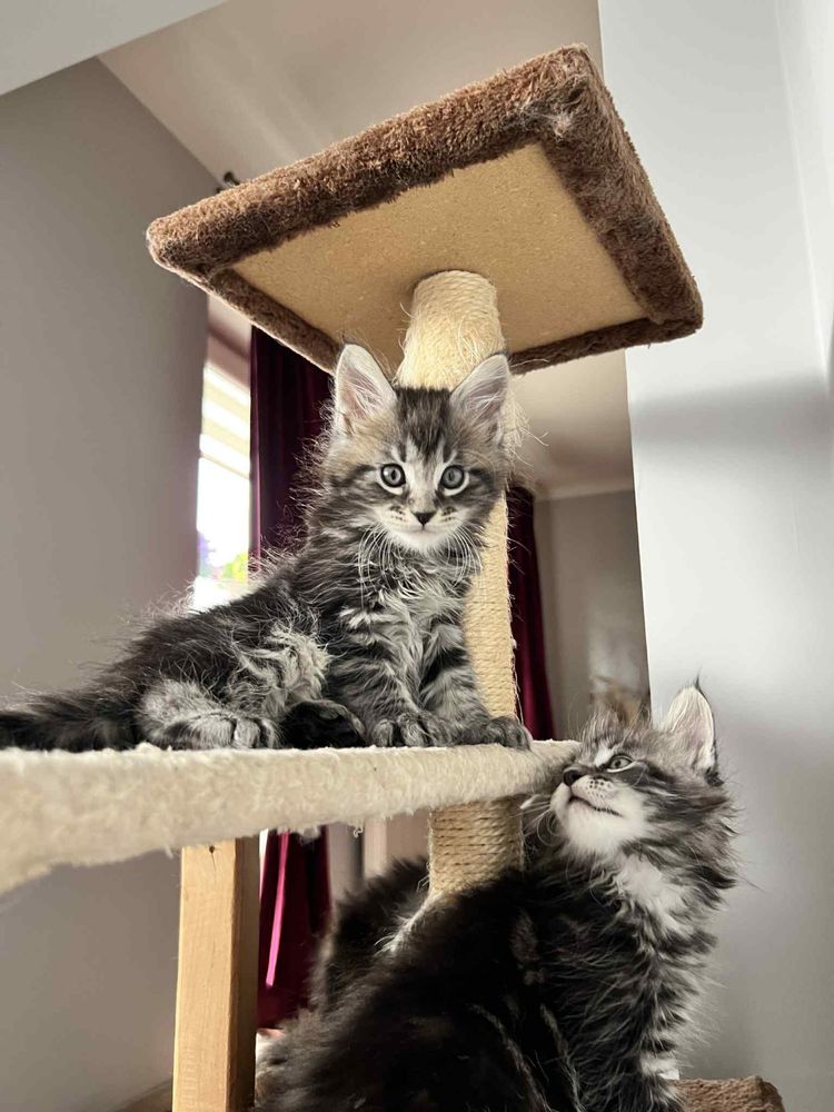 Kotki maine coon