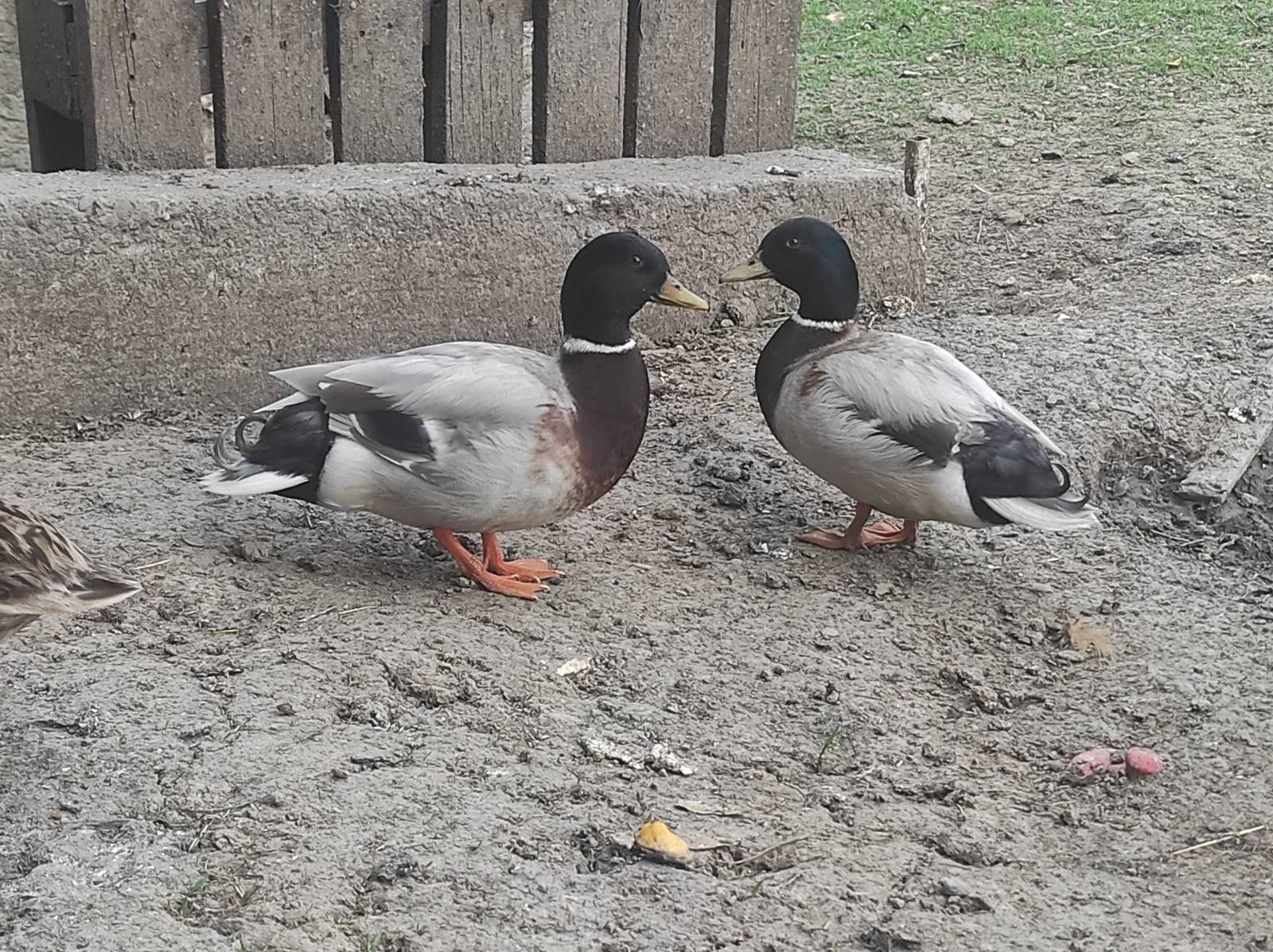 Sprzedam Kaczora rocznego  lub wymienię na kaczke Cal duck