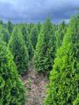 Tuje Szmaragd i Tuje Brabant z własnej plantacji. Gwarancja przyjęcia.