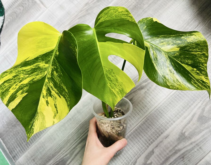 Монстера Yellow варієгатна жовта