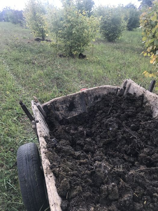 Горіх фундук урожай 2025.