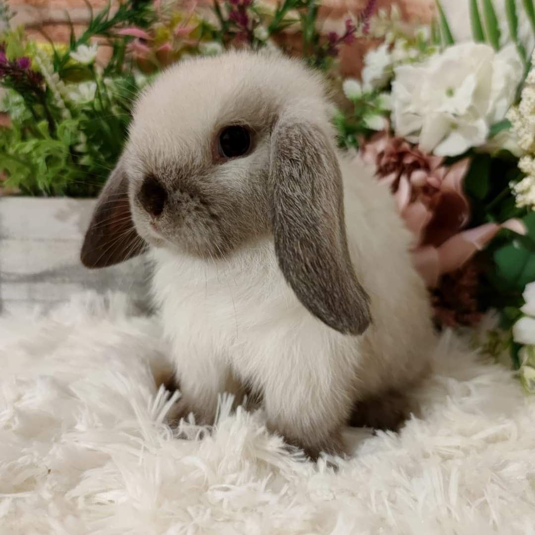 Piękne Mini Lopki - hodowla króliczków Mini Lop-BunnyPlace zaprasza