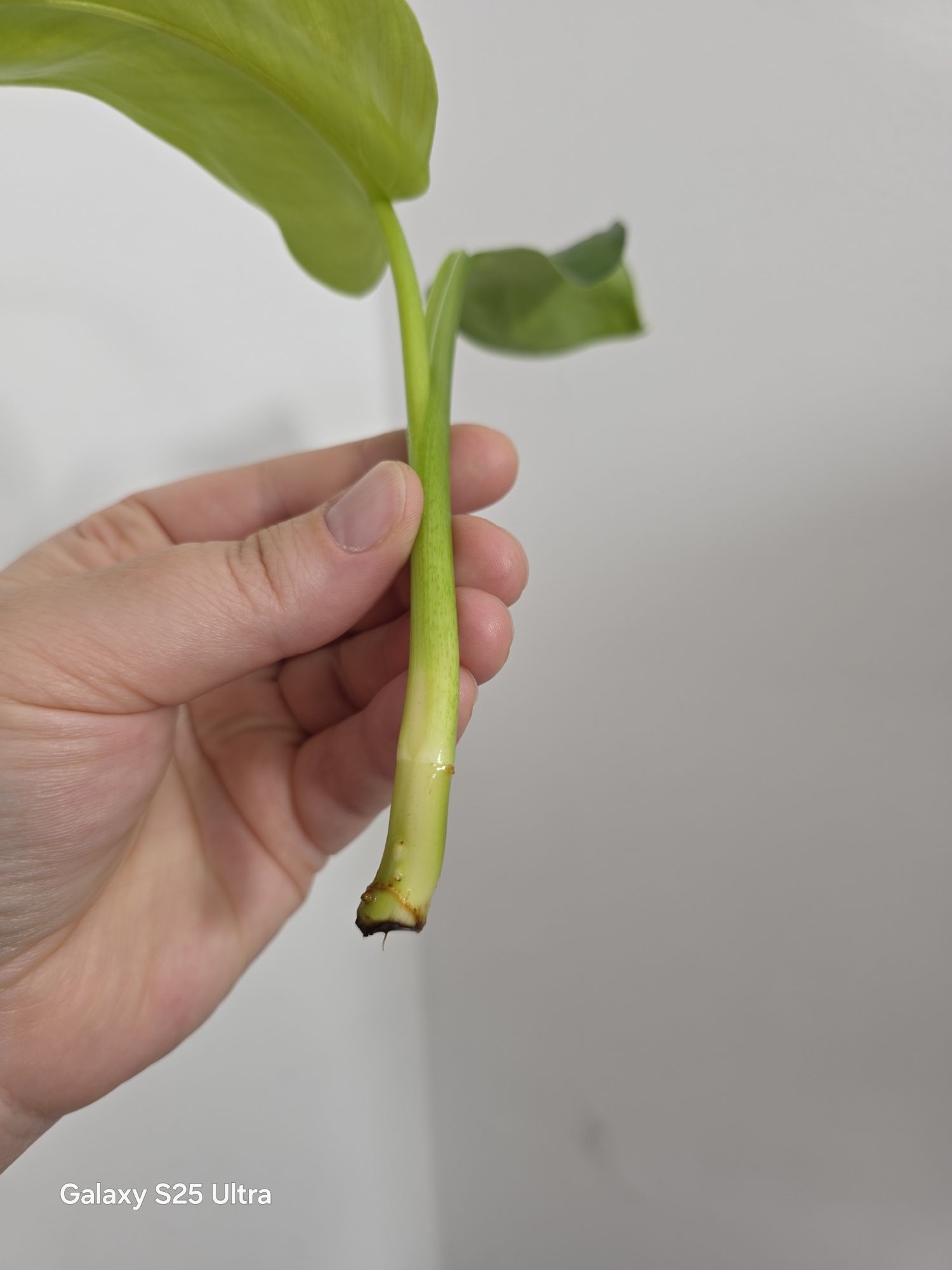 Philodendron jose buono regres