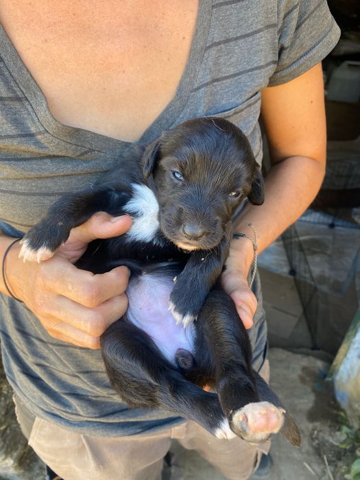 Cachorros à procura de um novo lar