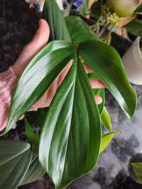 Dragon Tail philodendron