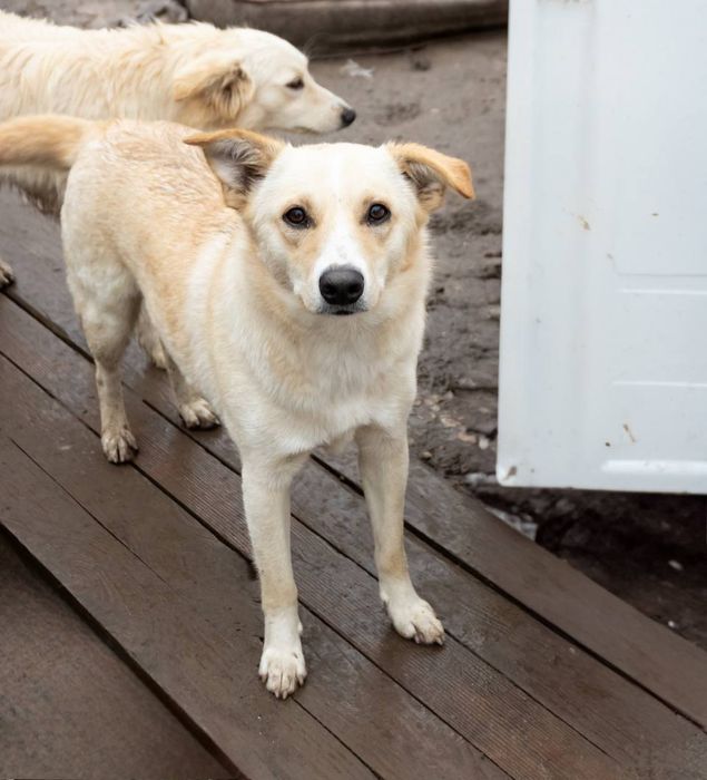 Отдам даром в добрые руки собачек