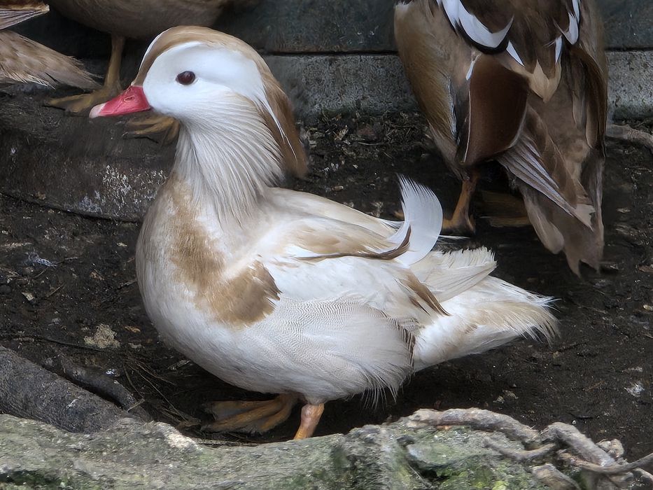 Kaczki mandarynki 2025r