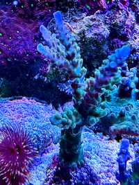 Koralowiec acropora blue tip