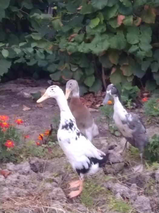 Kaczki biegusy biegus