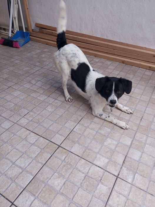 Da se cãozinho com 8 meses