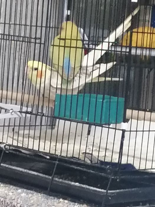 Caturra macho Arlequim Canela Face Amarela e Roseicollis, criados à mã