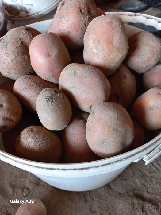 Ziemniaki ekologiczne czerwone Bellarosa
