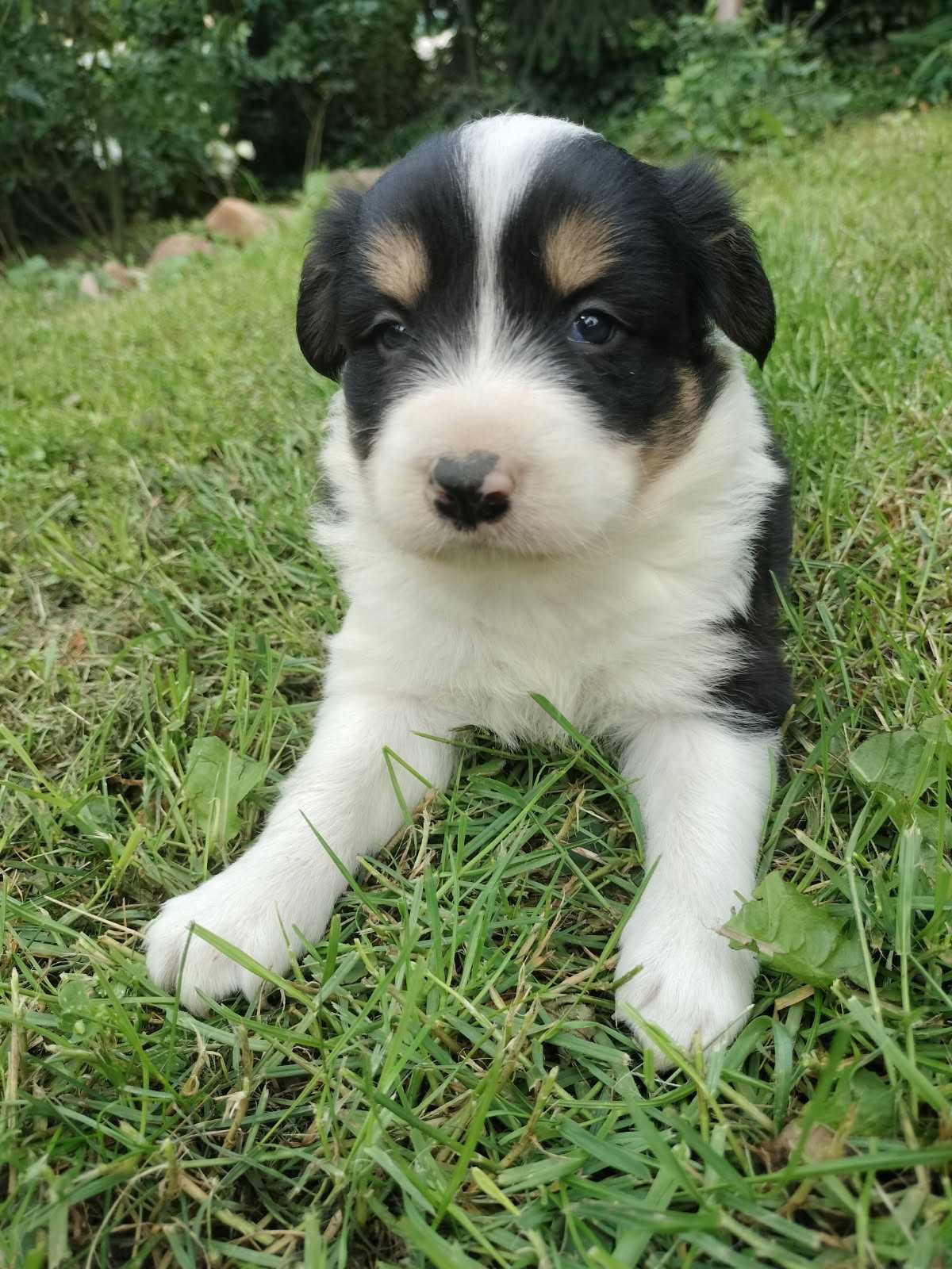 Suczka Border Collie | Szczeniaki Border Collie do odbioru
