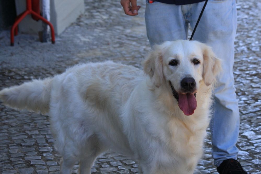 Cachorrinho Golden Retriever de Excelentes Linhagens