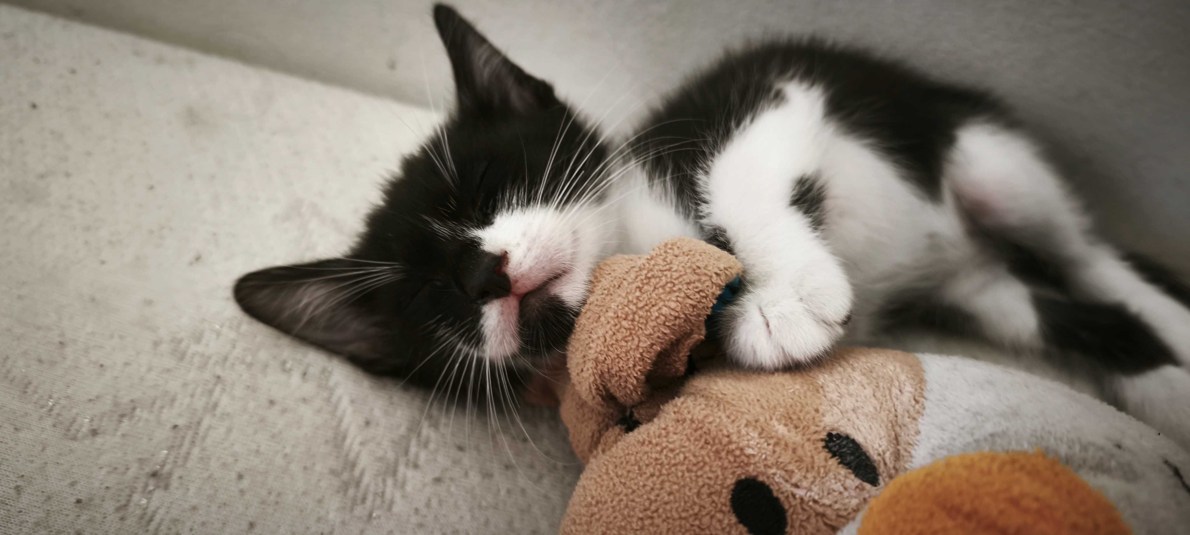 Gatinhos fofos para adoção