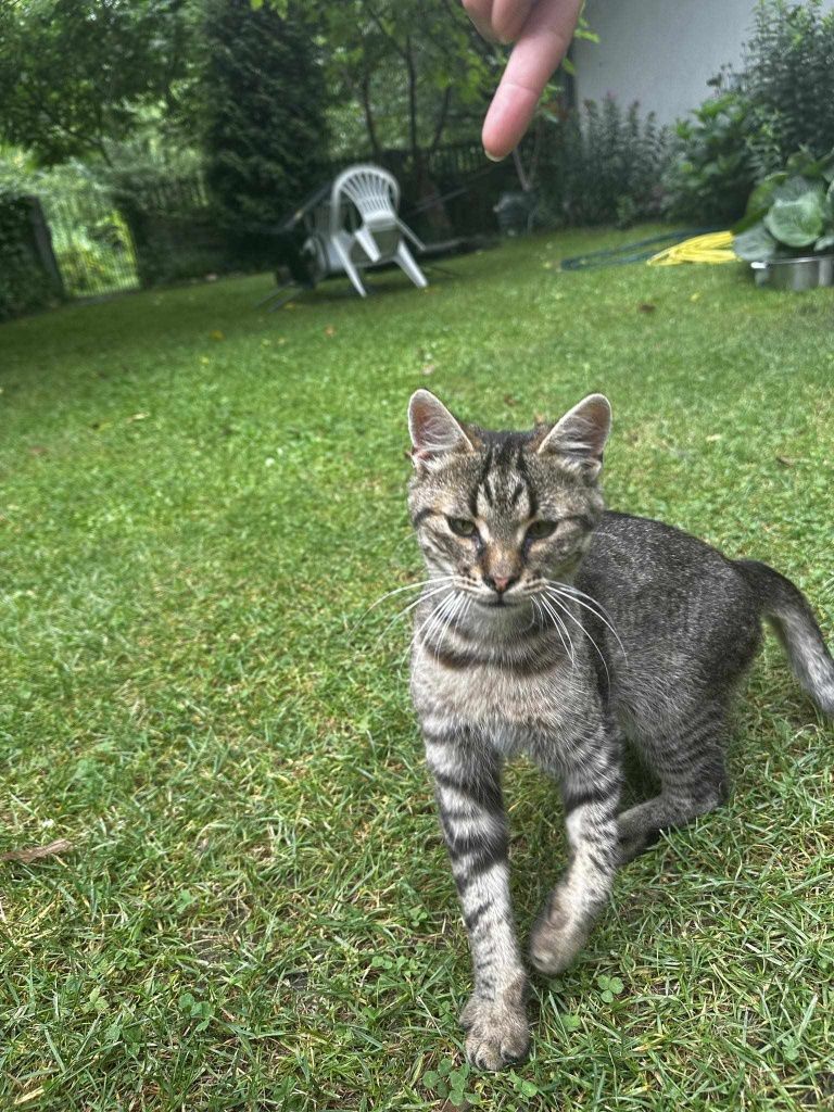 Kot kotek do adopcji