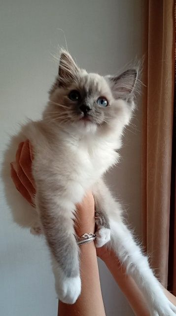 Ragdoll kociak FPL do płatnej adopcji