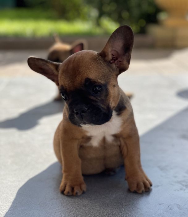 Хлопчик красунчик французький бульдог