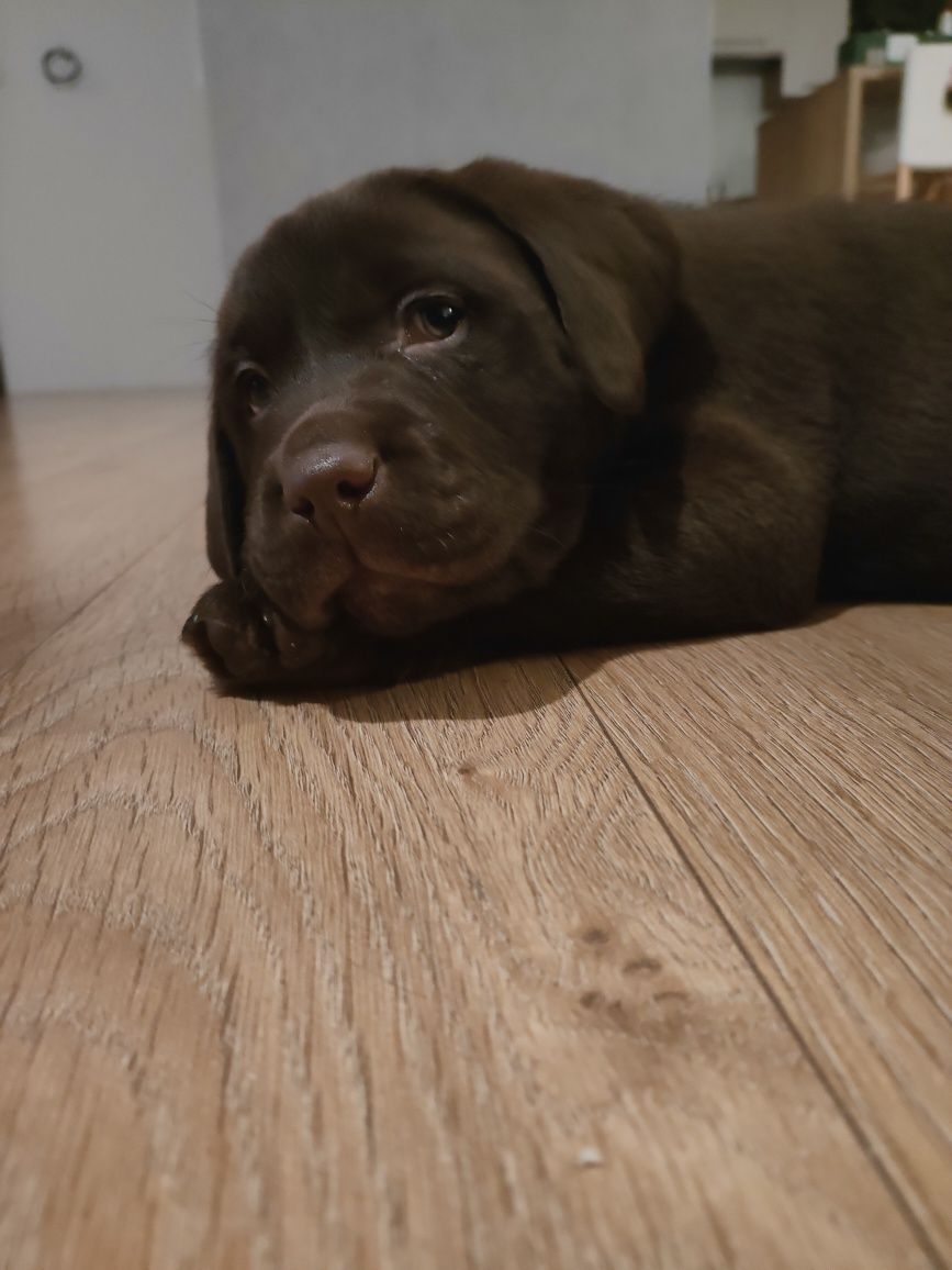 Labrador retriever suczka