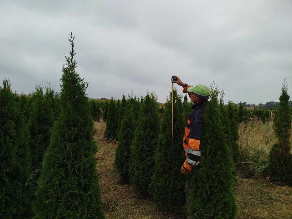 tuja szmaragd 160cm (thuja smaragd)