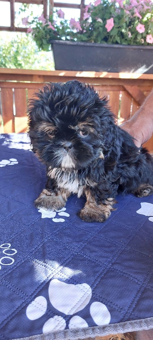 Shih-tzu sliczny chlopak