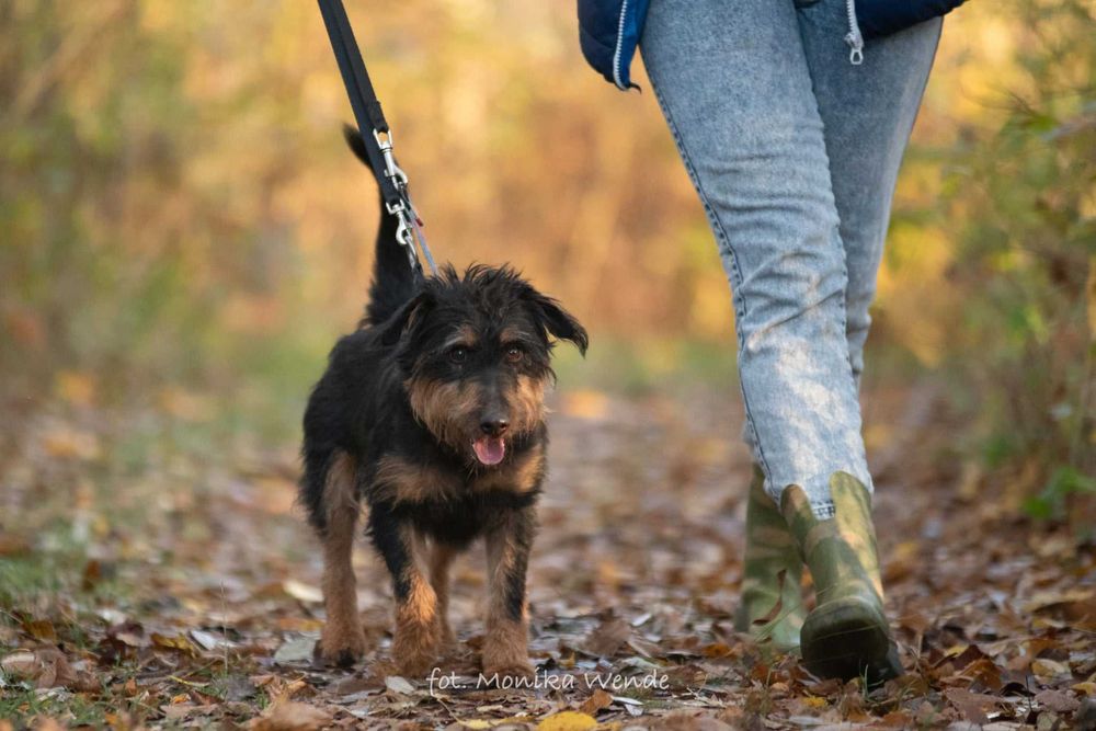 Barnej mały pies z wielkim sercem szuka swojego człowieka