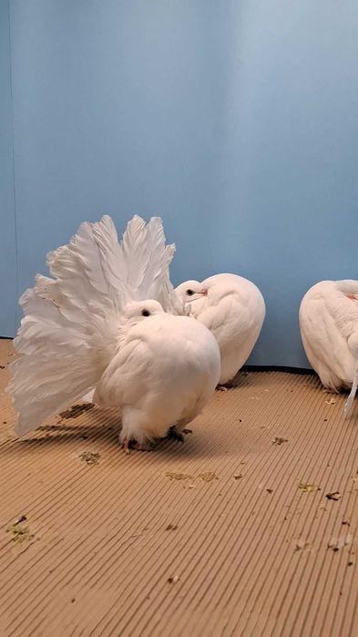 Pawik pawiki białe 2025r