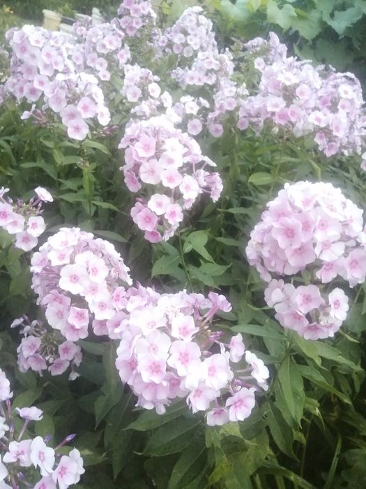 Floksy różowe ogrodowe