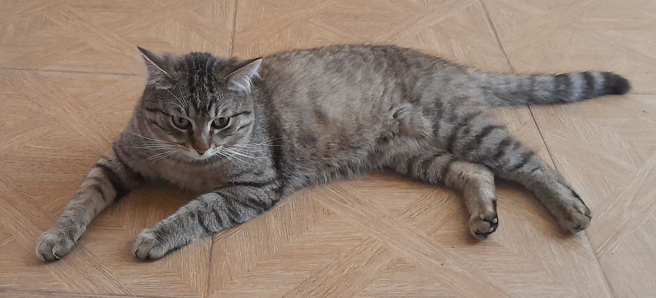 Котик ищет любящую семью.