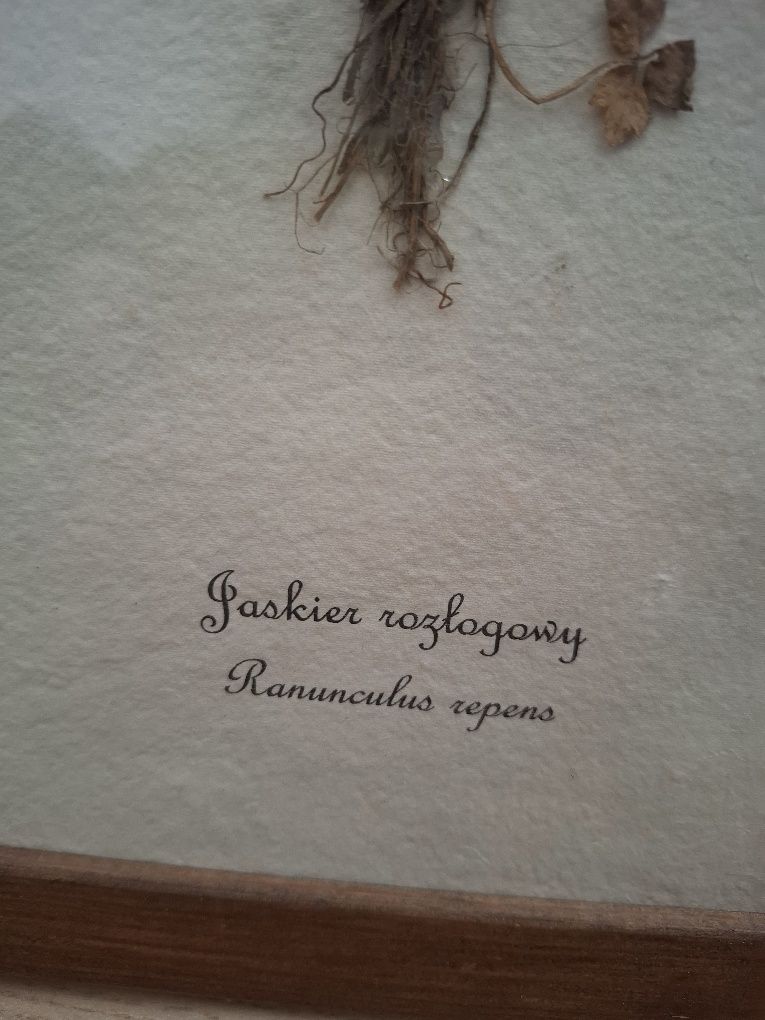 Suszone zioła, kwiaty,Obraz w ramce.Dekoracha,Jaskier Rozlogowy