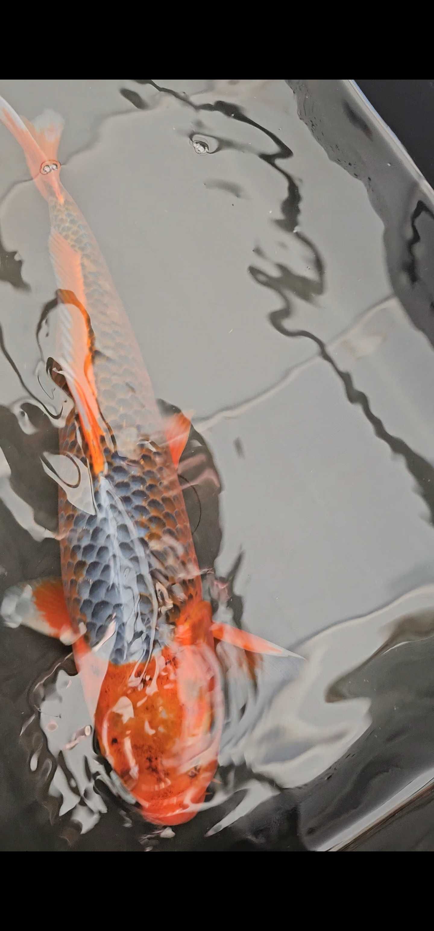 Carpa koi asagi 47cm